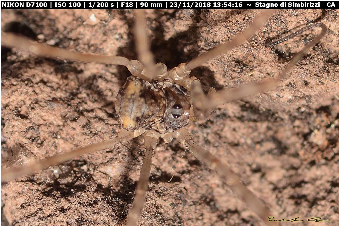 Dicranopalpus brevipes (Phalangiidae) - Nuova pubblicazione